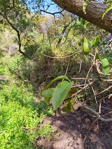 Schinus latifolia (Chilean pepper tree) — photo