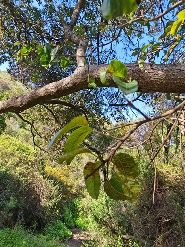 Schinus latifolia (Chilean pepper tree) — photo