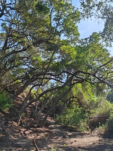 Schinus latifolia