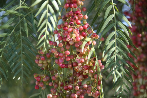 Schinus molle
