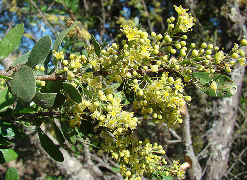 Schinus polygama (Chilean pepper) — photo