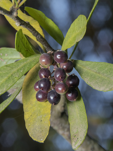 Schinus polygama