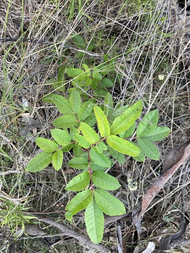 Schinus terebinthifolia (Broad-leafed pepper tree) — photo