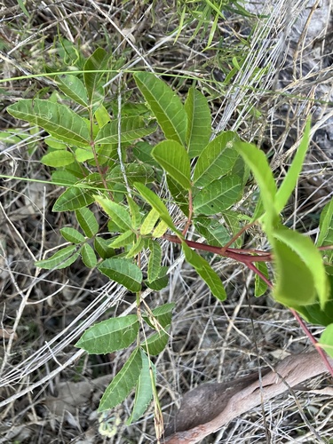 Schinus terebinthifolia (Broad-leafed pepper tree) — photo