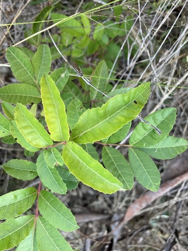 Schinus terebinthifolia