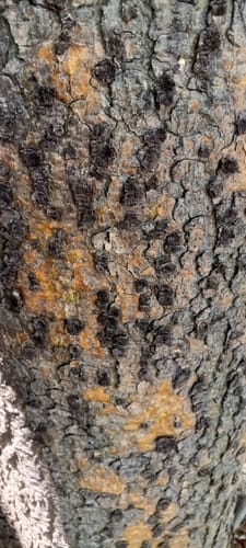 Schinziophyton rautanenii (Mongongo nut) — photo