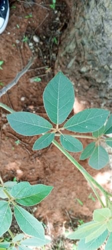 Schinziophyton rautanenii (Mongongo nut) — photo