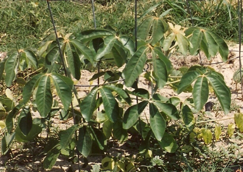 Schinziophyton rautanenii