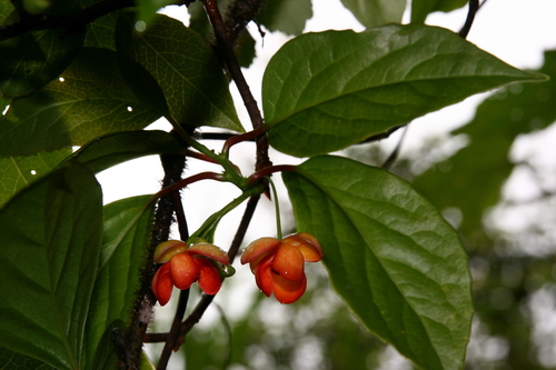 Schisandra arisanensis — photo