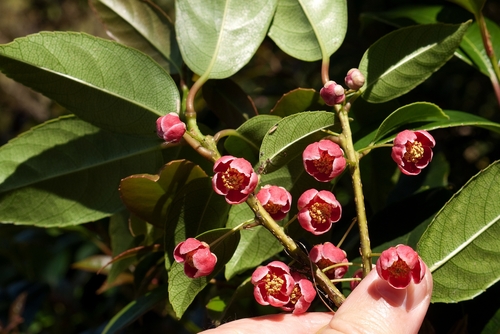 Schisandra arisanensis — photo