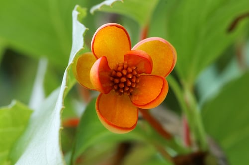 Schisandra arisanensis