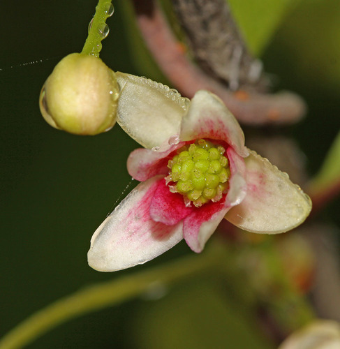 Schisandra chinensis (Magnolia vine) — photo