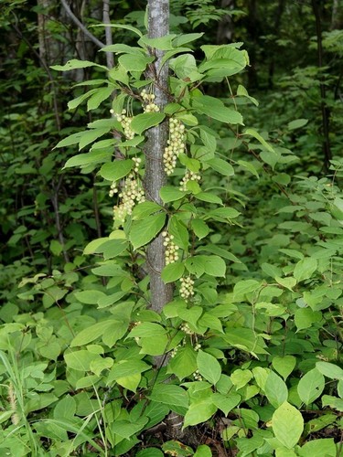 Schisandra chinensis (Magnolia vine) — photo