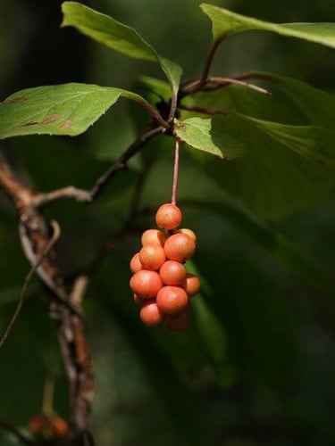 Schisandraceae