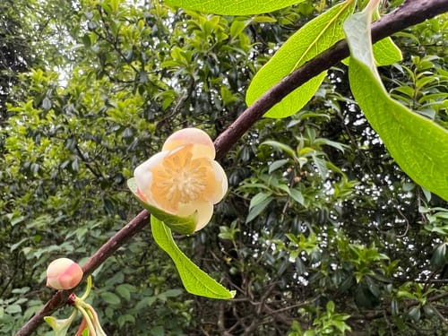 Schisandra grandiflora (Himalayan beauty) — photo