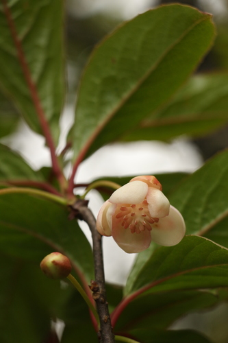 Schisandra grandiflora