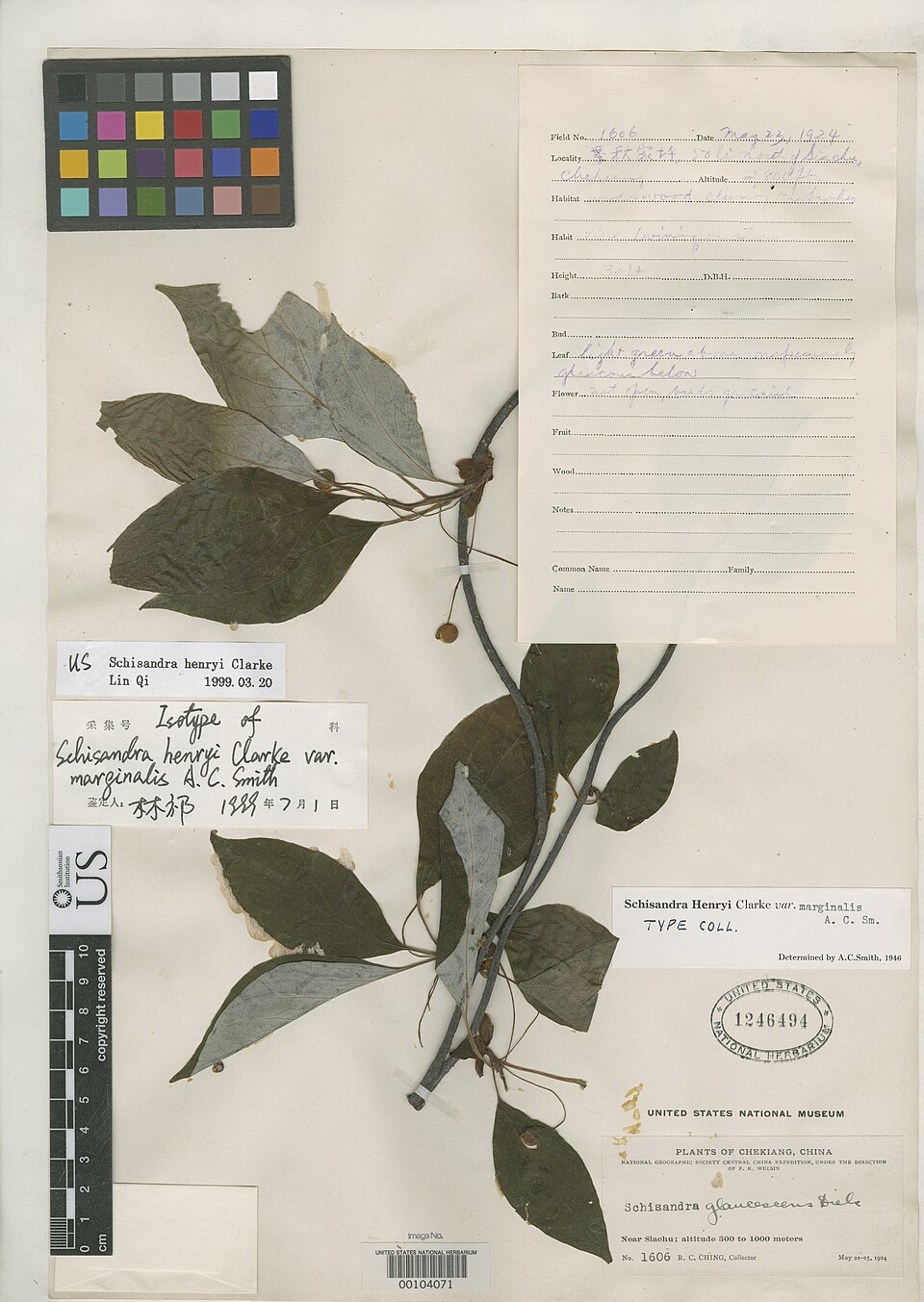 Schisandra henryi — photo