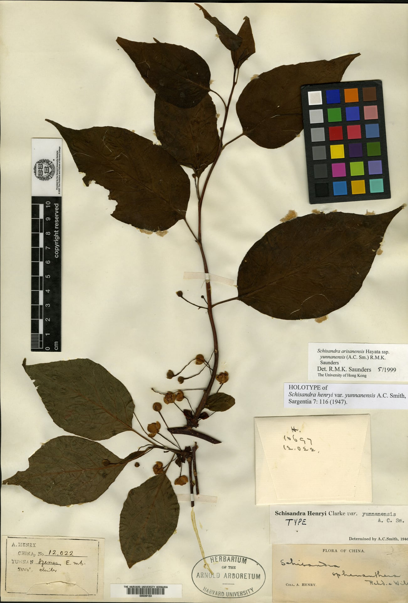 Schisandra henryi subsp. yunnanensis