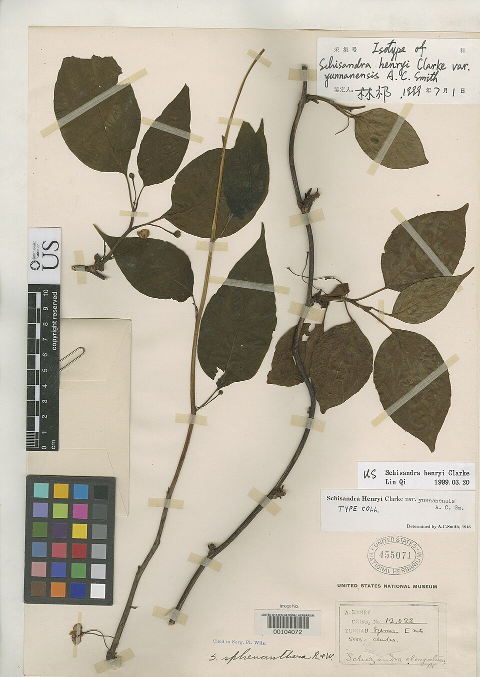 Schisandra henryi