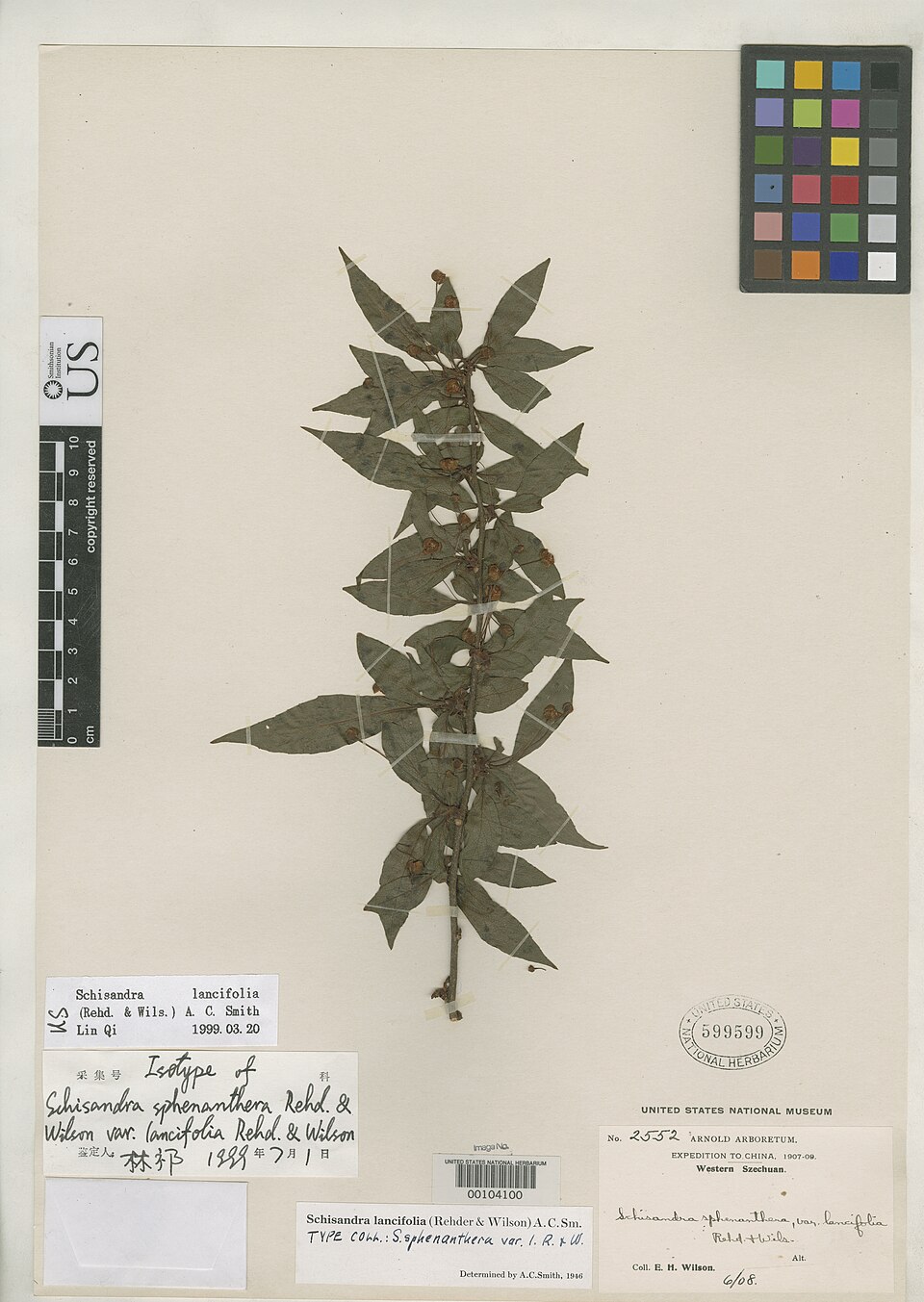Schisandra lancifolia — photo