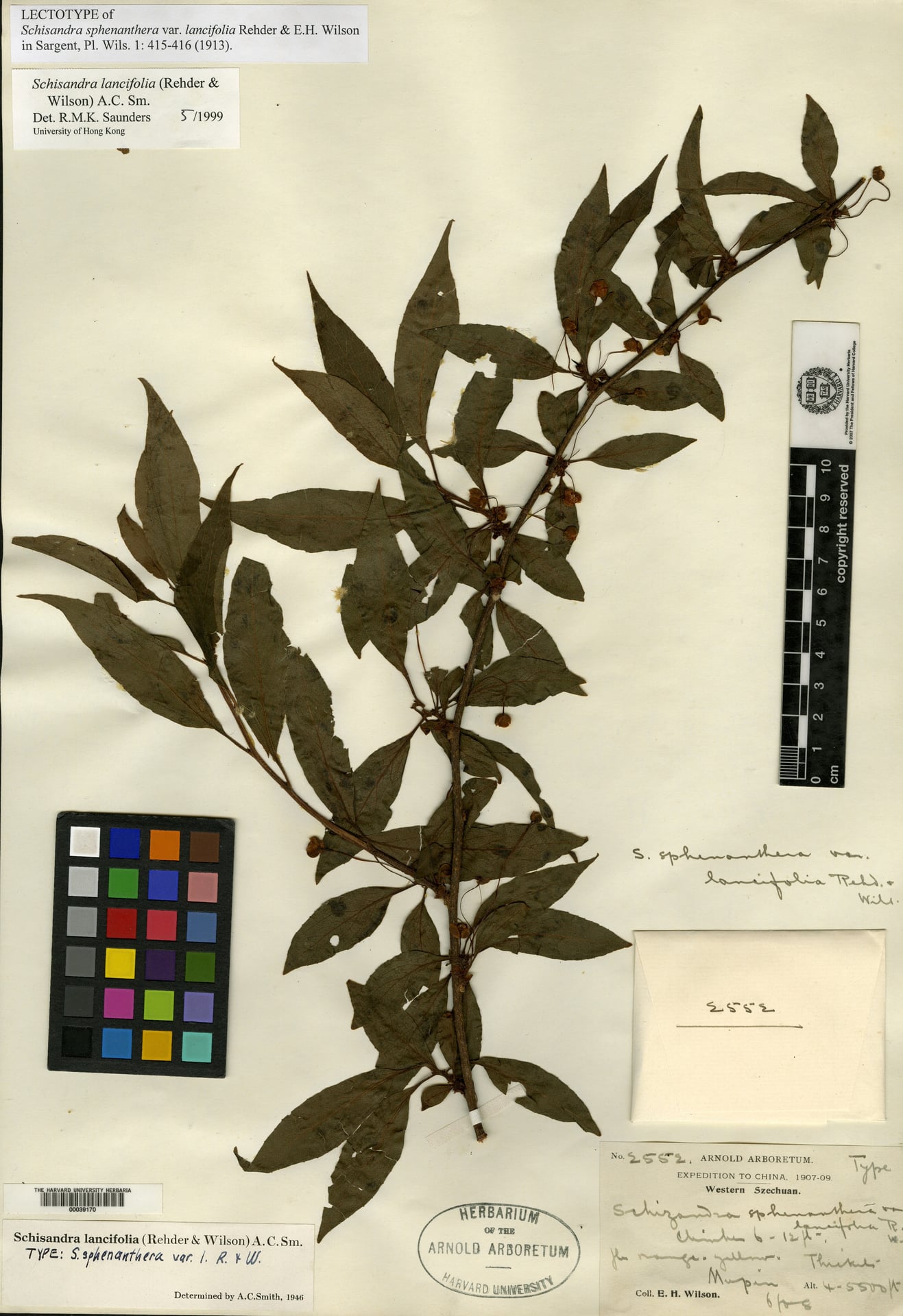 Schisandra lancifolia — photo
