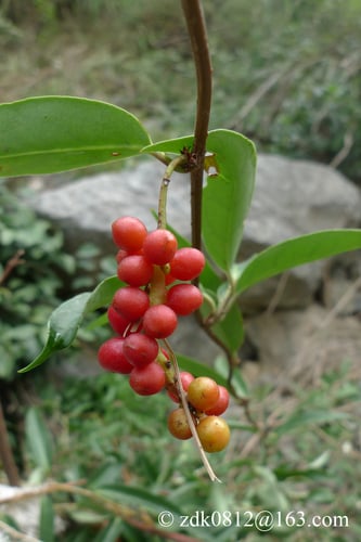 Schisandra propinqua