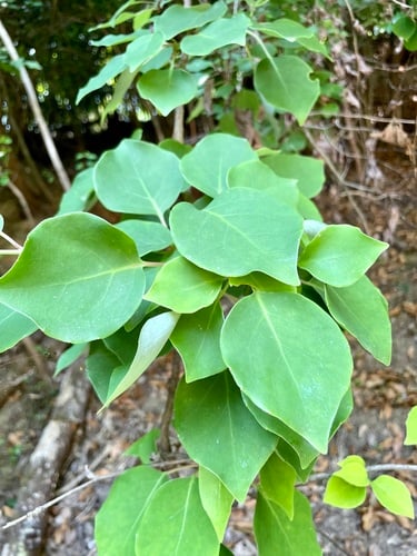 Schisandra repanda
