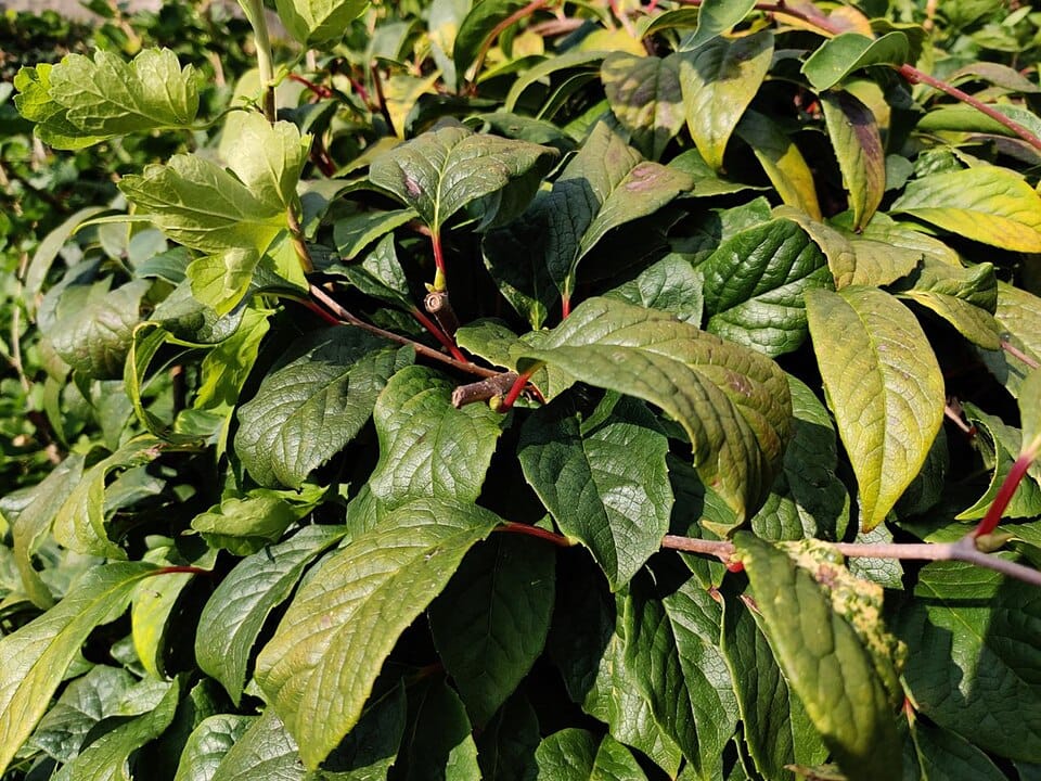 Schisandra rubriflora — photo