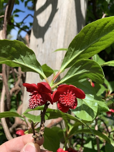 Schisandra rubriflora
