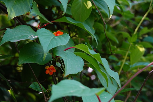 Schisandra sphenanthera — photo