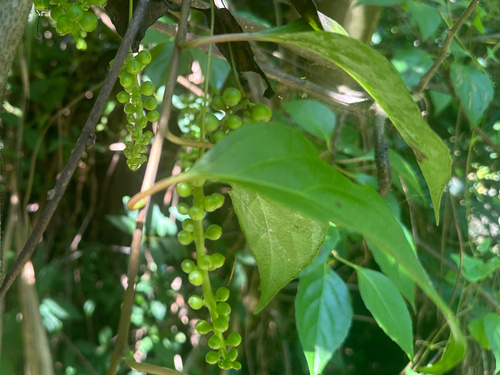 Schisandra sphenanthera — photo