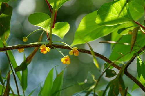 Schisandra sphenanthera