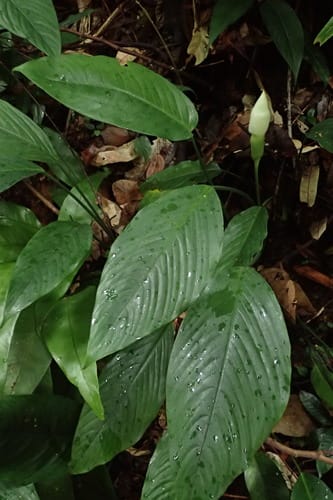 Schismatoglottis calyptrata (Drop tongue) — photo