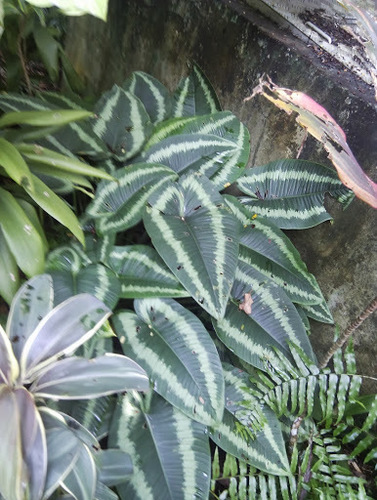 Schismatoglottis calyptrata