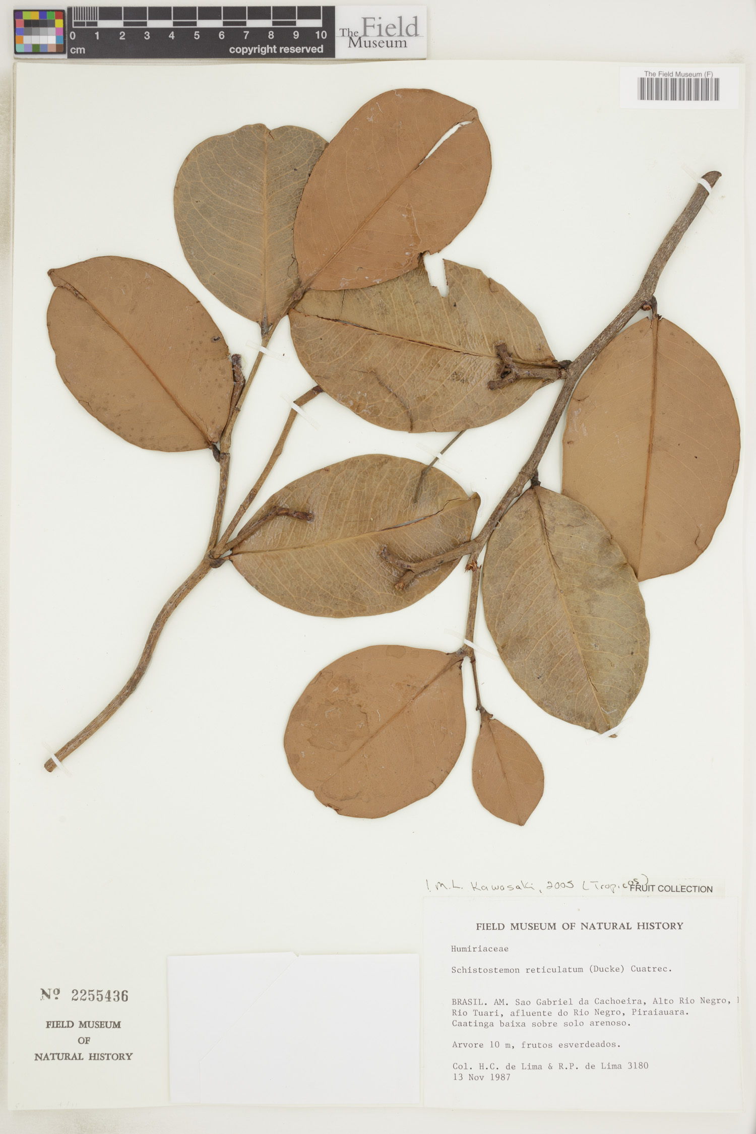 Schistostemon reticulatum (Reticulate schistostemon) — photo