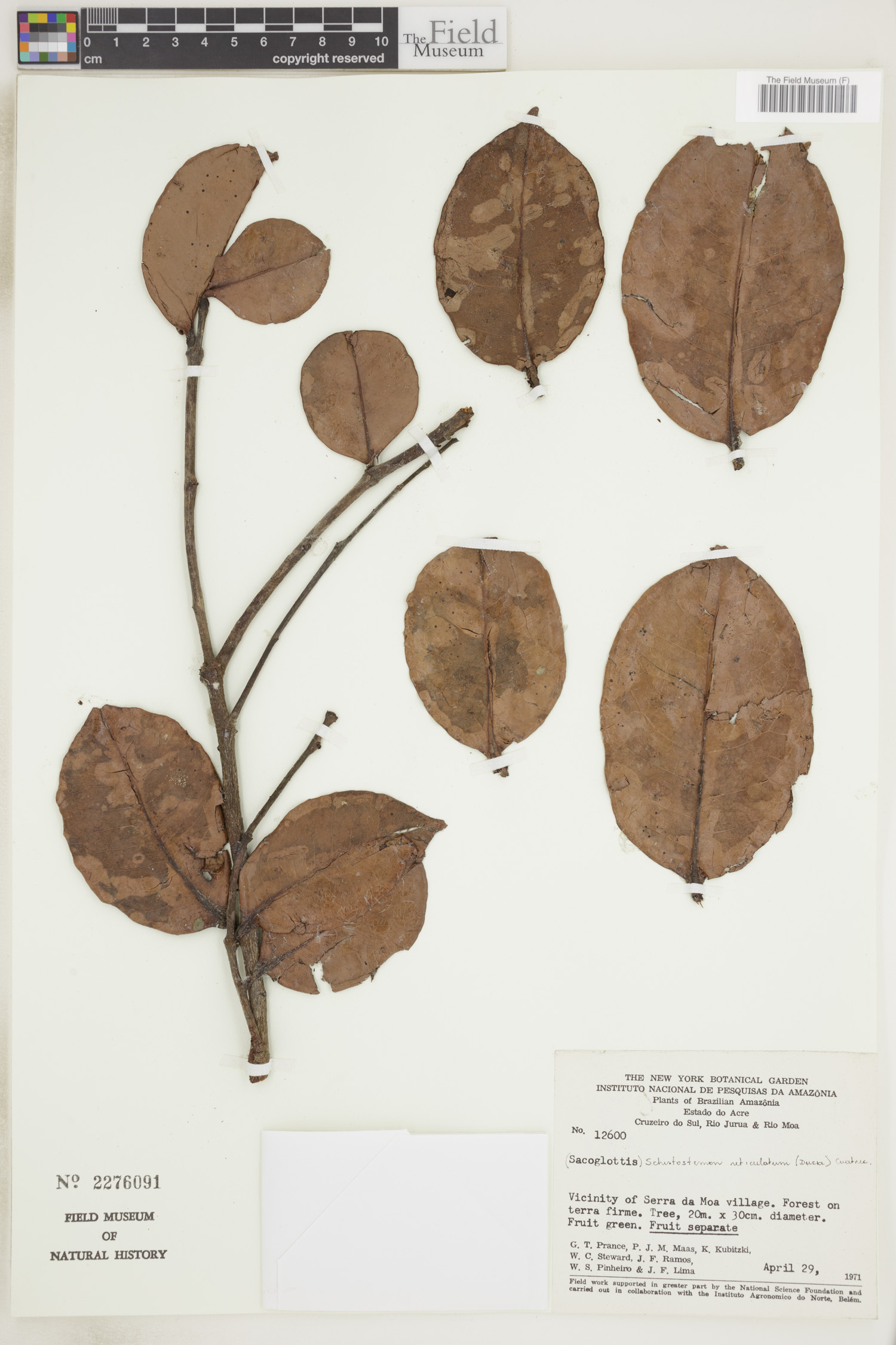 Schistostemon reticulatum (Reticulate schistostemon) — photo