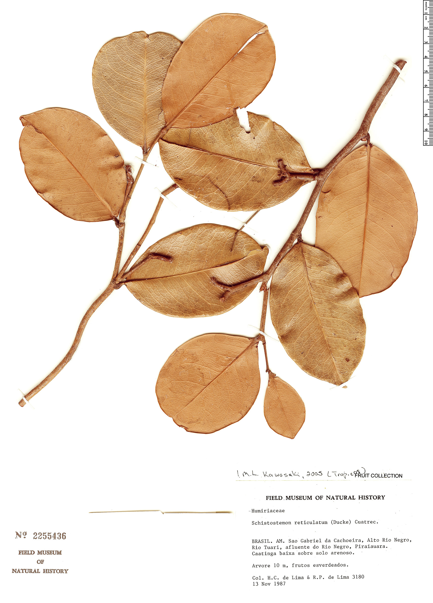 Schistostemon reticulatum