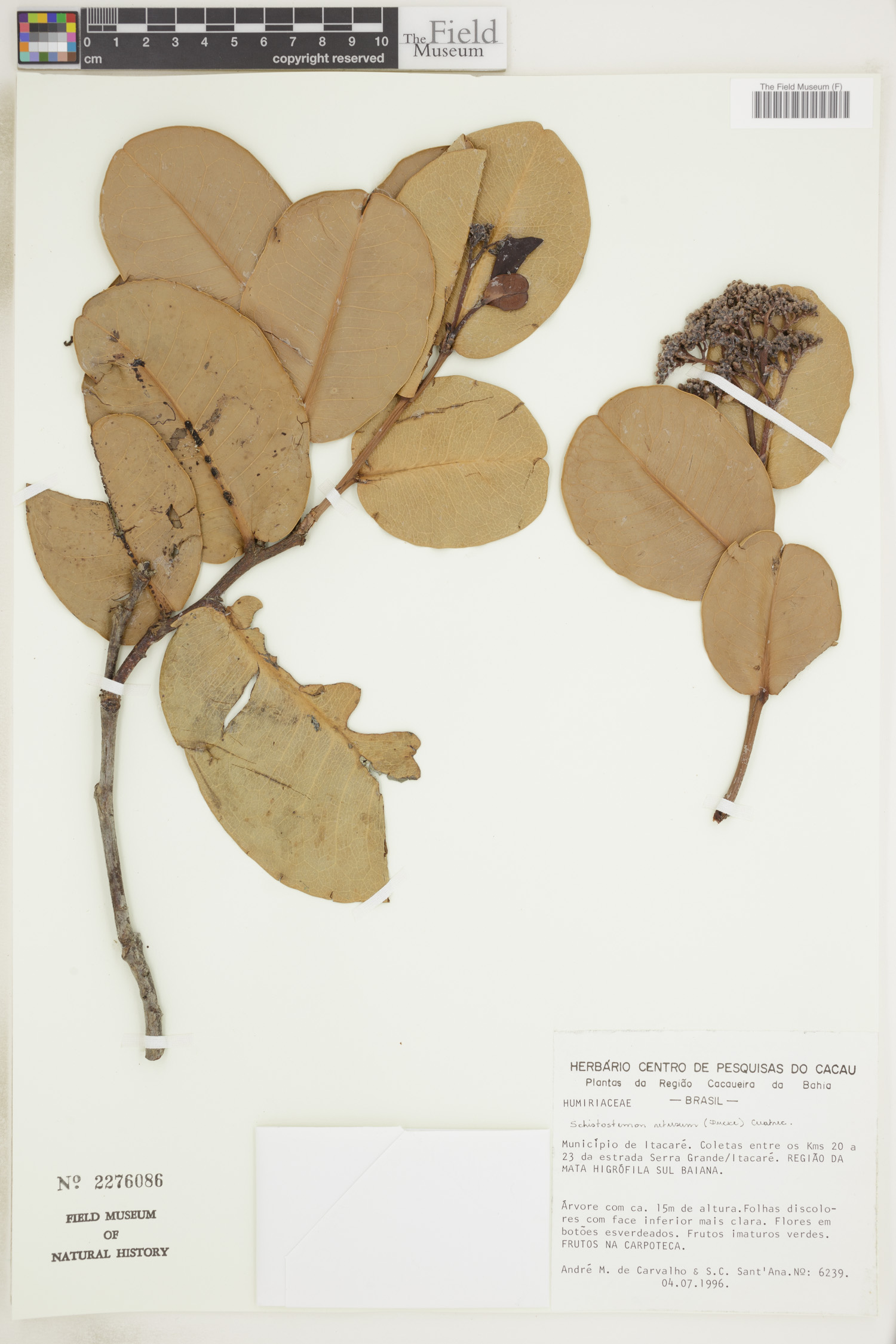 Schistostemon retusum