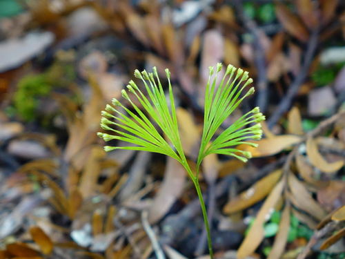 Schizaea dichotoma (Branched comb fern) — photo