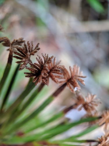 Schizaea dichotoma (Branched comb fern) — photo