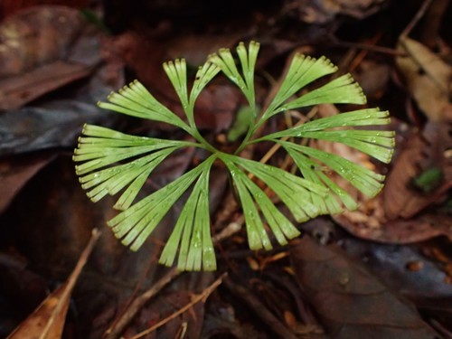 Schizaeaceae