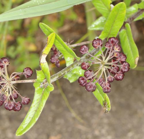 Schizoglossum atropurpureum (Red milkwort) — photo