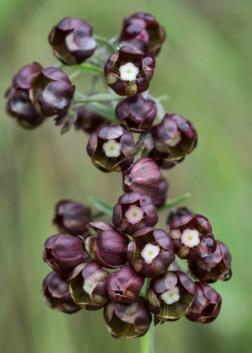 Schizoglossum atropurpureum