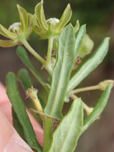 Schizoglossum cordifolium (Commo split-tongue) — photo