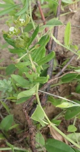 Schizoglossum cordifolium (Commo split-tongue) — photo