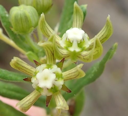 Schizoglossum cordifolium