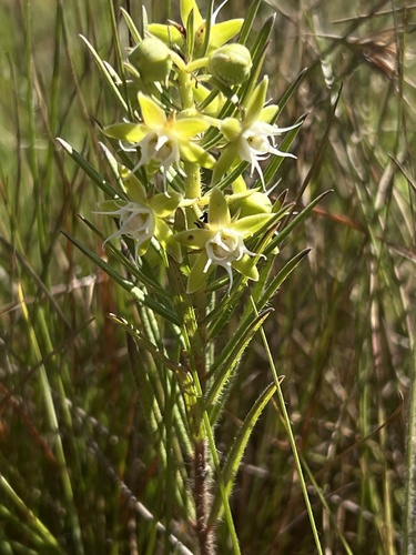 Schizoglossum robustum — photo