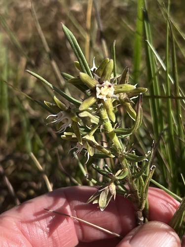 Schizoglossum robustum — photo