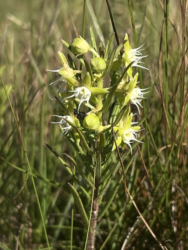 Schizoglossum robustum