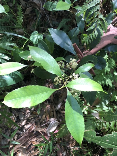 Schizomeria ovata (White cherry) — photo